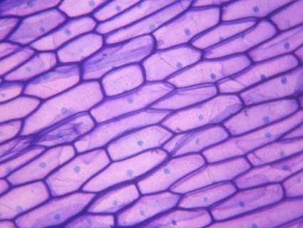 pared celular CATAFILA DE CEBOLLA Celulas vistas a través del