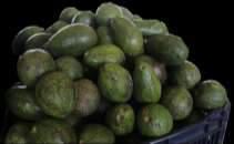Frutas Aguacate criollo, grande (red de 90 a 100 unidades) Cuadro 1. Precio promedio semanal Precio promedio (Quetzales) Variación 204.00 200.00-4.