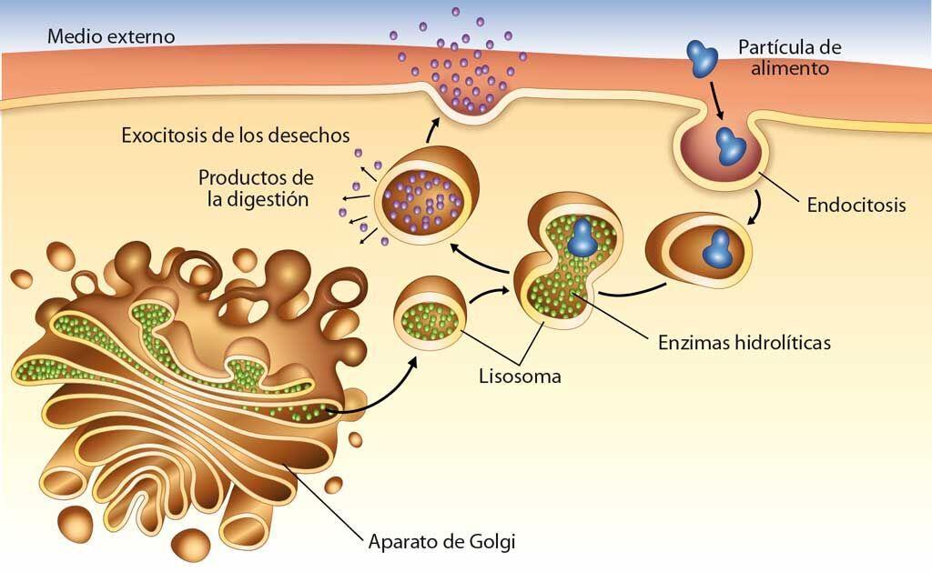 Orgánulos membranosos Complejo de Golgi o aparato de Golgi Es un conjunto de sacos aplanados rodeados de vesículas; está