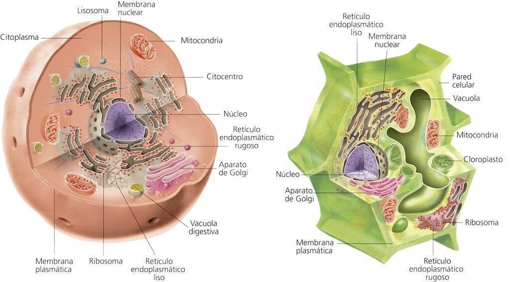 Célula animal No tienen pared celular No tienen cloroplastos No suelen tener vacuolas o so de pequeño tamaño Su polisacárido de reserva de glúcidos es el glucógeno Célula vegetal Tienen pared celular