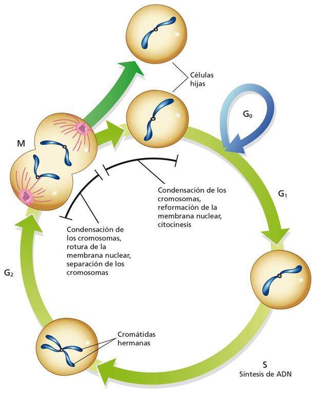 El ciclo celular es la secuencia de acontecimientos por los que pasa una célula desde su formación hasta su división.