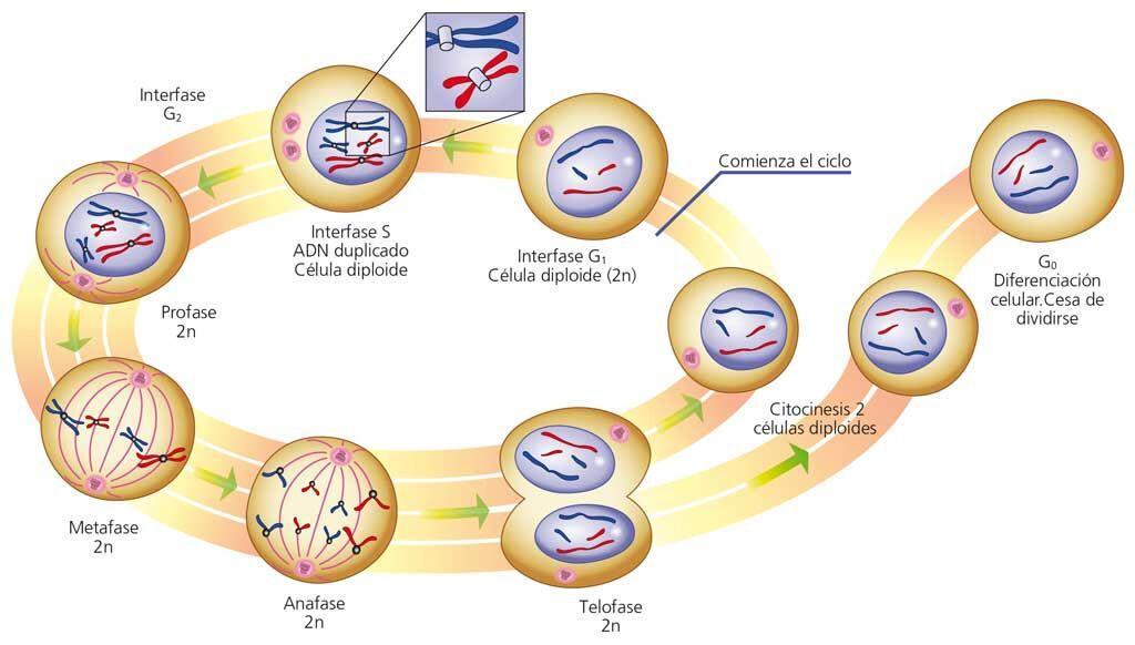 La mitosis es el proceso universal de división de núcleos celulares mediante el cual a partir de una célula madre diploide se obtienen