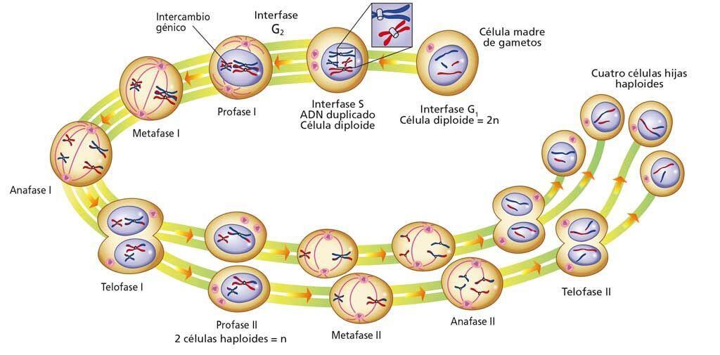 La meiosis es el proceso de división de núcleos celulares mediante el cual a partir de una célula