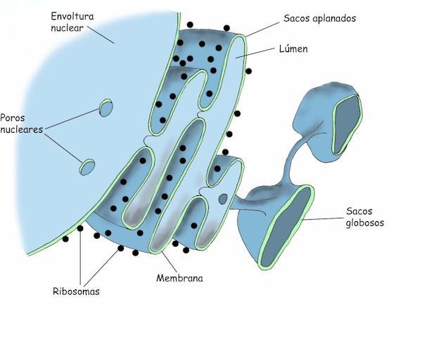 Célula Sistema de endomembranas Retículo endoplasmático Sistema de membranas comunicadas donde se sintetizan