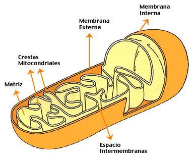 Célula - Mitocondrias Organelas donde