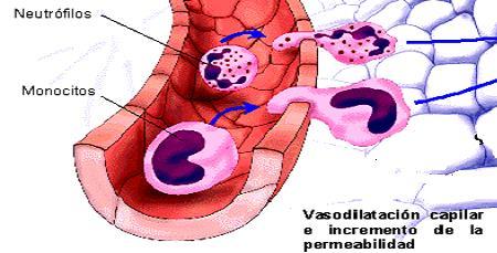 08/10/2014 12 DIAPEDESIS QUIMIOTACTISMO DESPLAZAMIENTO FAGOCITOSIS Movimiento de neutrofilos y monocitos a través de las paredes de los capilares y salen de la circulación Atracción