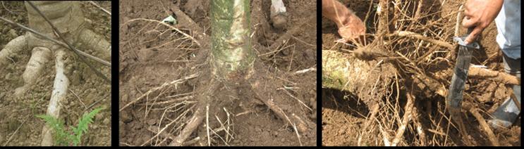 Figura 10. Efecto de la saturación de acidez sobre la altura de árboles de melina de 2 años en terrenos de ladera anteriormente bajo cobertura de tacotal o pasto.
