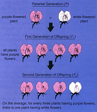 Resultados: Planta con flores purpuras Generacion parental (P) BB bb Primera generacion filial (F1) Planta con flores blancas Caracter: color de la flor Todas las plantas con flores purpuras Bb