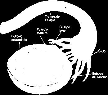 Dos días antes de la ovulación, el ritmo de la secreción de la LH aumenta de 6 a 10 veces, la FSH aumenta 2 a 3 veces y ambas provocan una tumefacción del folículo.