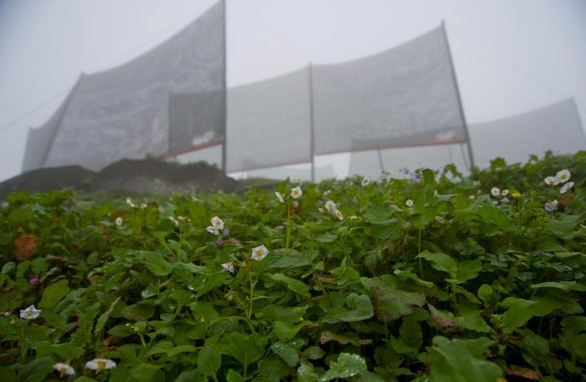 Almacenamiento de agua de niebla «UNACEM se sumó a la iniciativa de la Asociación Agroindustrial de Llanavilla ASALL y el Movimiento Peruanos sin