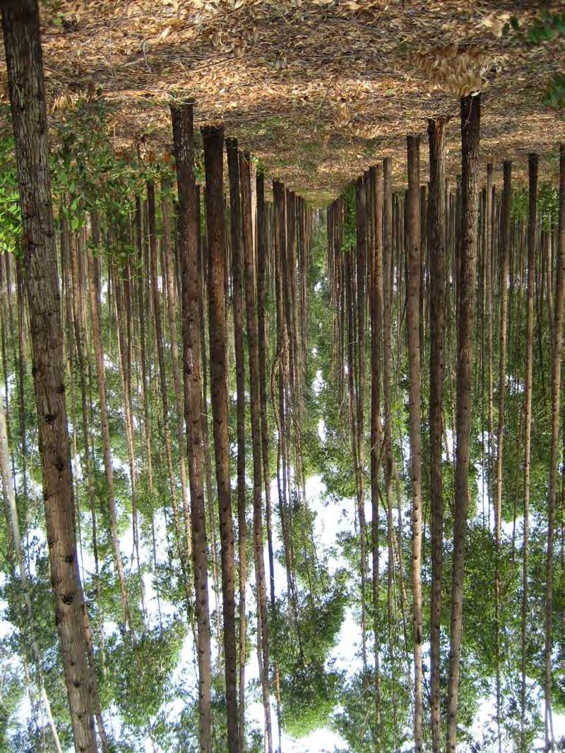 ISSN 2027-3908 Sector Forestal REFOCOSTA. Villanueva, Casanare. Especie Eucalyptus pellita. Plantación comercial.