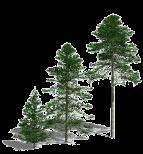 5 E. ALTURA DE DOSEL 0 5 10 15 20 25 30 35 Altura del dosel m Distancia del observador al árbol m Ángulo a la base Ángulo a la rama más alta 1) Registro de la distancia del observado al árbol (debe