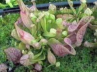 Algunas de las Sarracenias como la Sarracenia purpúrea spp purpúrea se encuentra mucho del tiempo en nieve y aun así crece, es una planta que