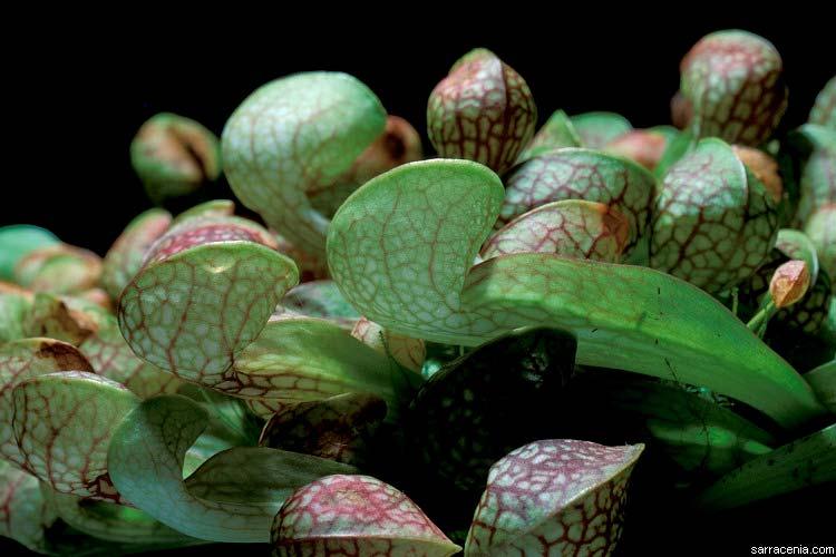 La Sarracenia psitassina es una planta que en ocasiones se encuentra cubierta totalmente de agua, hay que recordar que el sustrato en el que se encuentran las Sarracenias es arenoso con turba y un