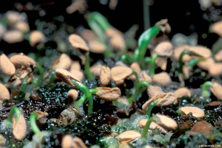 Las Sarracenias no son plantas difíciles de cultivar el único problema es conocerlas lo más posible y sobre todo entender sus diferentes etapas de