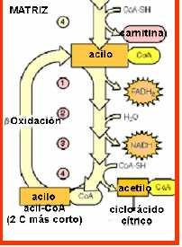 OXIDACIÓN DE ÁCIDOS GRASOS Se produce en la matriz mitocondrial de las células eucariotas.