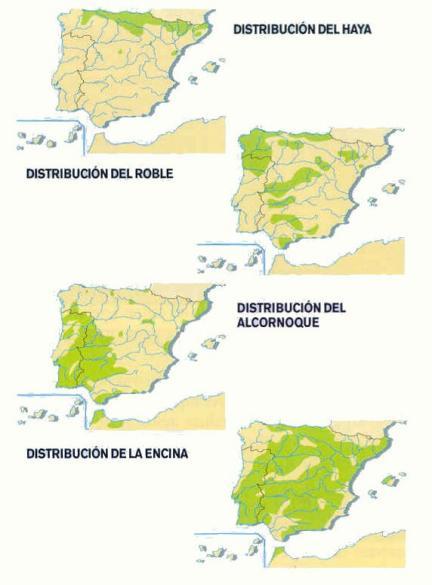 Vegetación y Biogeografía 1. Los mapas representan la distribución de cuatro especies arbóreas en la Península Ibérica.