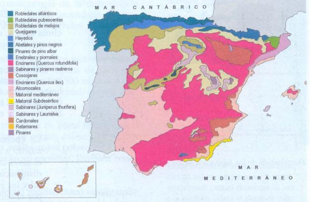 3. En el siguiente mapa se representa las distintas formaciones vegetales de España.