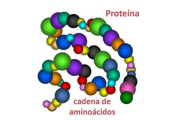Proteínas: biomoléculas formadas por cadenas lineales de