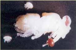 Varroasis + Las hembras de varroa pueden desarrollar varios ciclos a lo largo de su vida (hasta 7).