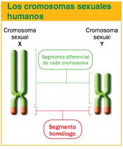 Página 8 de 24 Durante la meiosis, las mujeres originan, en el 100% de los casos, óvulos con 22 autosomas y 1 cromosoma X; y los hombres producen un 50% de espermatozoides con 22 autosomas y 1
