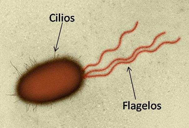 CILIOS Y FLAGELOS Son prolongaciones citoplasmáticas que intervienen en el movimiento celular.