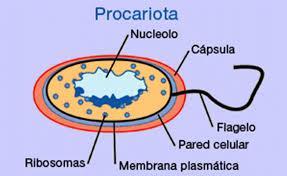 EUCARIOTA Se denomina como célula eucariota a todas las células