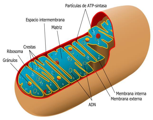 CÉLULA VEGETAL CÉLULA ANIMAL VESICULAS Son sacos membranosos almacenan, transportan o