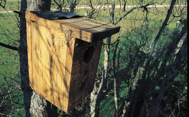 Nest box for Eurasian Scops Owls.