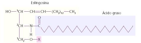 amida La ceramida se caracteriza por tener dos cadenas apolares (como los fosfolípidos) y es la unidad estructural de todos los esfingolípidos, ya que todos los esfingolípidos se forman al unirse un