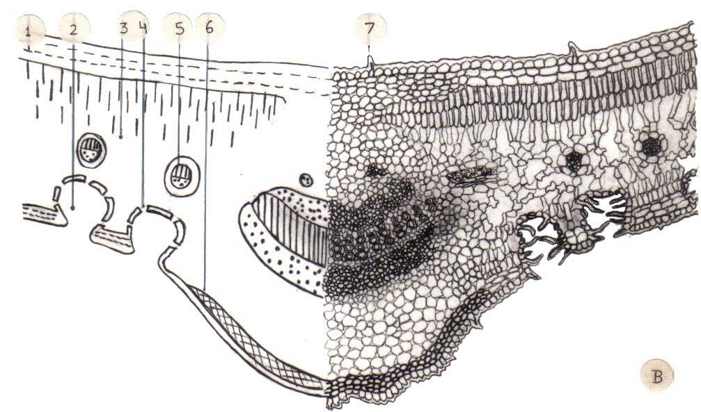 mesófilo (empalizada y esponjoso), 4.N estomas en cripta, 5.