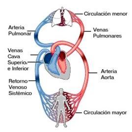 SISTEMA CIRCULATORIO Arteria Pulmonar Venas Cava Superior e Inferior Retorno Venoso Sistémico Circulación menor