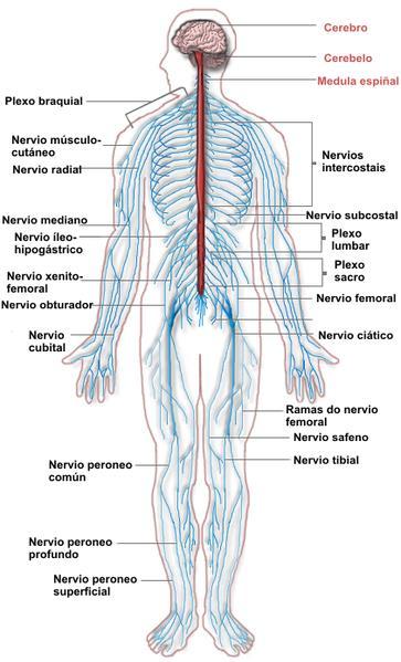 SISTEMA NERVIOSO Sistema nervioso