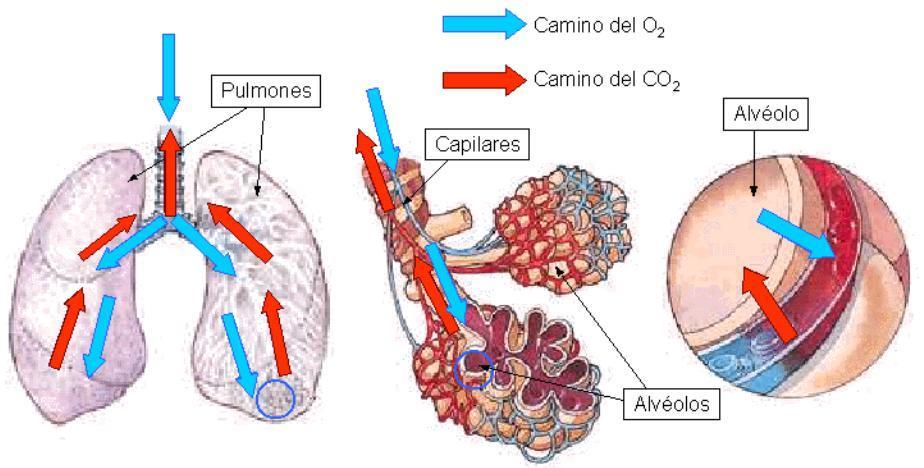 SISTEMA RESPIRATORIO Funciones: Captar oxigeno (O2) y eliminar dióxido de Carbono (Co2). Intercambio de O2 y Co2.