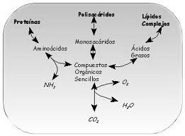 Metabolismo Metabolismo Trasvase de energía ATP: Adenosín trifosfato. Es un nucleótido formado por una base nitrogenada (adenina), un monosacárido (ribosa) y 3 grupos fosfatos.