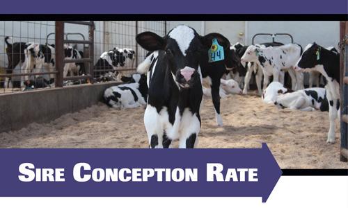 El SCR se basa en la tasa de concepción, y no en la tasa de no retorno. El SCR utiliza servicios múltiples por lactancia (hasta 7), en lugar de usar sólo el primer servicio. Un SCR de 1.