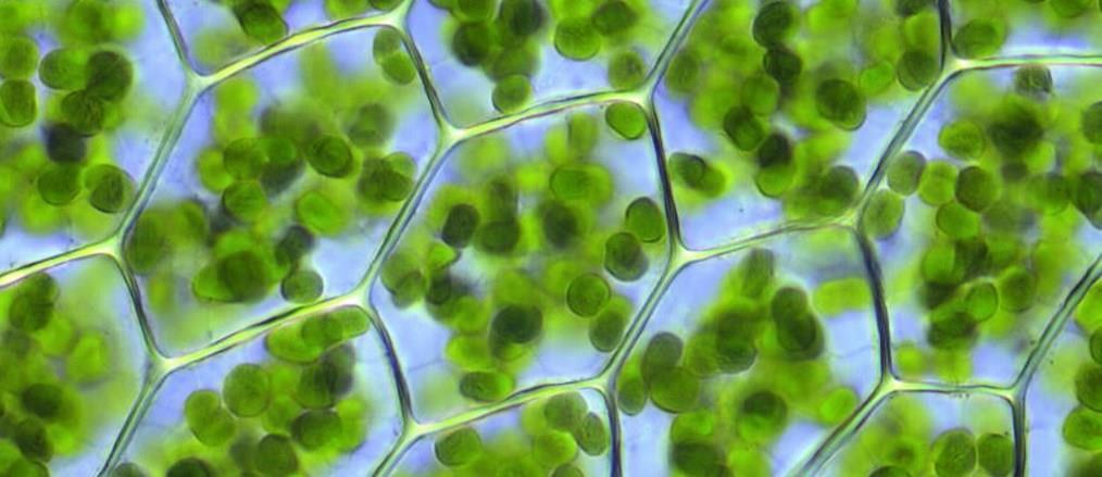 Se encuentra en células vegetales. Cuál es su función?