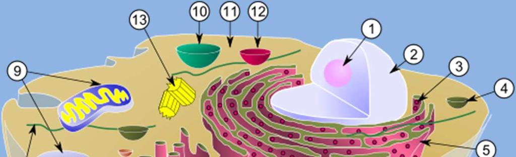 13-CENTRÍOLOS: movimiento de cilios y flagelos, división celular, mantenimiento de la forma celular.