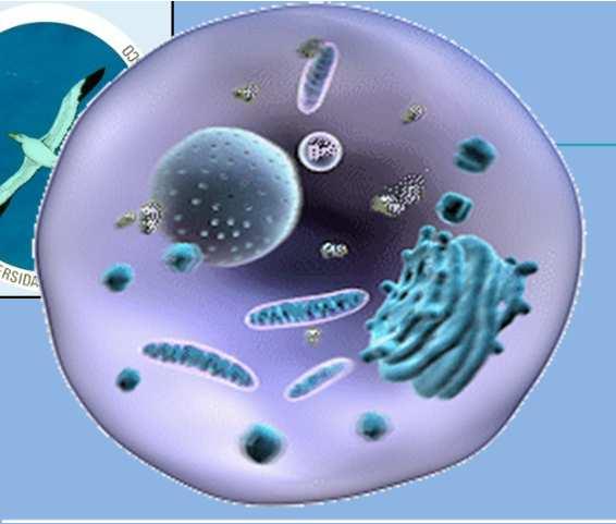 CÉLULA EUCARIOTA ANIMAL 8-REL: Participa en el transporte celular, en la síntesis de lípidos, en la detoxificación, en la