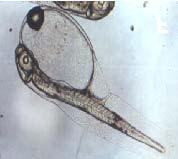 Larva eclosionando; C, D) Larva