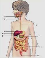 Cita las sustancias que segregan las glándulas digestivas. 3. Qué fenómeno representa el dibujo que aparece a continuación? En qué consiste? 4.
