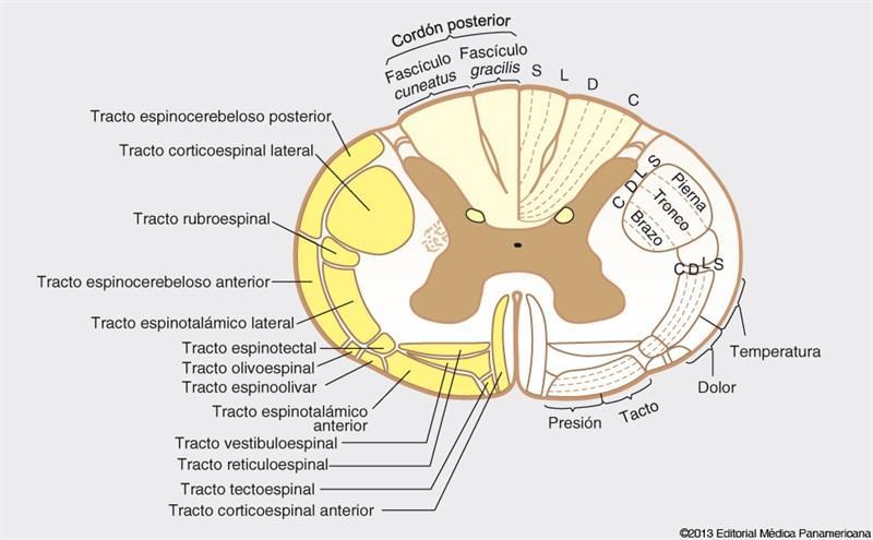 Seccion transversal de medula espinal: