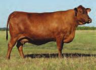 !! Hija del excepcional CN 5225, SCBA líder de desempeño al destete, vaca con excelente arqueamiento de costilla, mucha amplitud de pecho y ancas, larga y cubierta de musculatura larga y profunda.