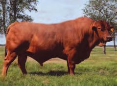 Su madre, WC-8287, una vaca excelente con mucha leche y excelente ubre y el padre WC- 919 fue un toro jefe de raza muy importante del rebaño Annaly Farms.