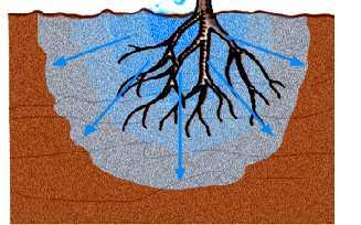 Evaporación Evaporación + Transpiración = Escorrentía Evapotranspiración del cultivo (ET c ) Percolación profunda La transpiración de la planta