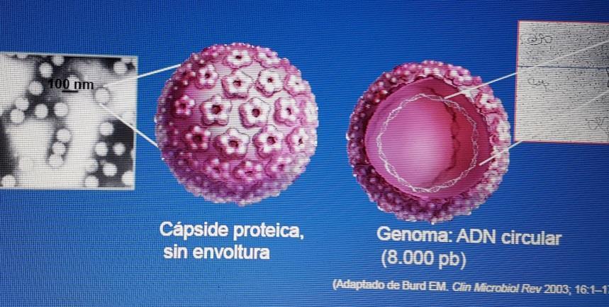 HPV Familia Papilomaviridae Tropismo epitelial infecta piel y mucosas. Tracto ano genital: 40 tipos de hpv.