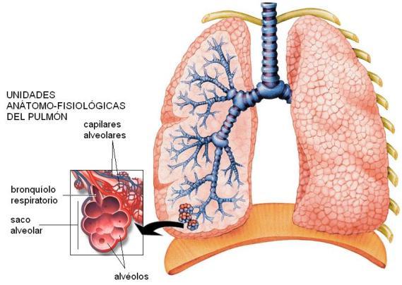 los alveolos (NEGATIVA/POSITIVA).