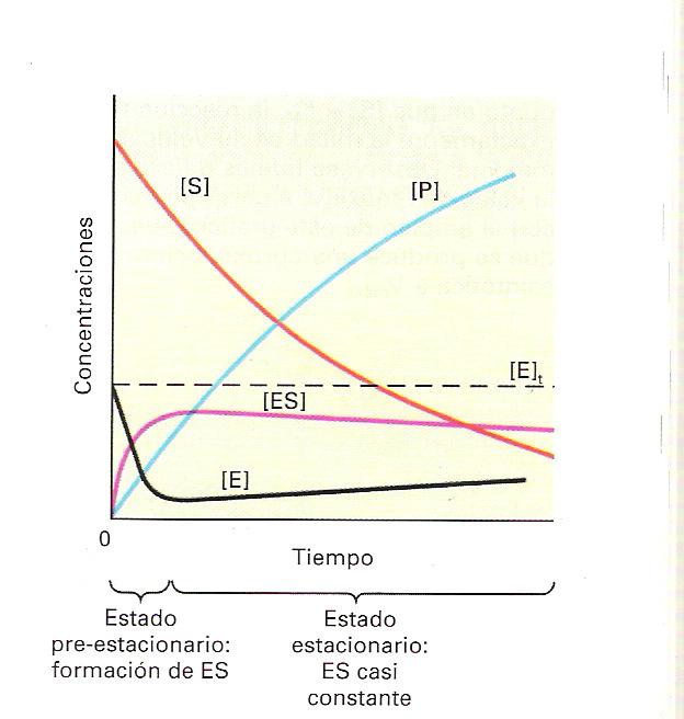 Cinética Enzimática Determinación de la velocidad de la reacción y los parámetros que la