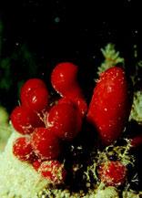 Synoicum Nombre común: no tiene 130 131 Descripción Ascidia colonial, muy característica por ser siempre de color rojo intenso y presentar un conjunto