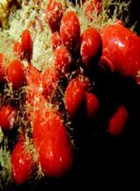 rojos (entre 3 y 20) que se yerguen a partir de una zona basal común, los cuales pueden ser de diferente tamaño (normalmente no exceden de 3-4 cm de